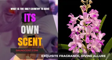 The Unique Aroma of Singapore: A Country's Signature Scent
