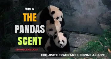 Unveiling the Mystery: What Does a Panda's Scent Reveal?