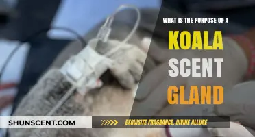 Unveiling the Koala's Scent Gland: Its Surprising Purpose and Function