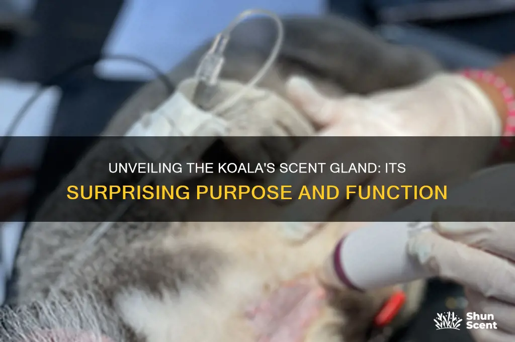 what is the purpose of a koala scent gland