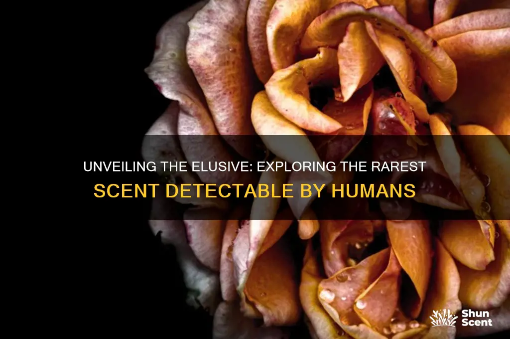 what is the rarest scent a human nose cn smell