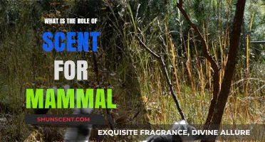 The Vital Role of Scent in Mammal Communication and Survival
