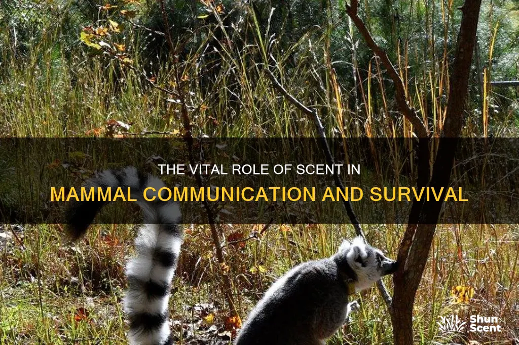 what is the role of scent for mammal