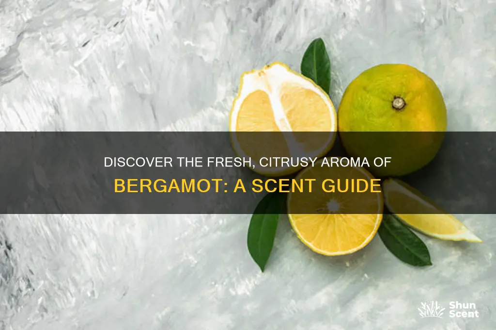 what is the scent bergamot
