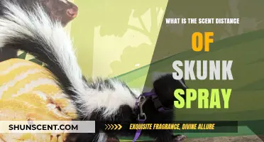 Understanding the Surprising Scent Distance of Skunk Spray