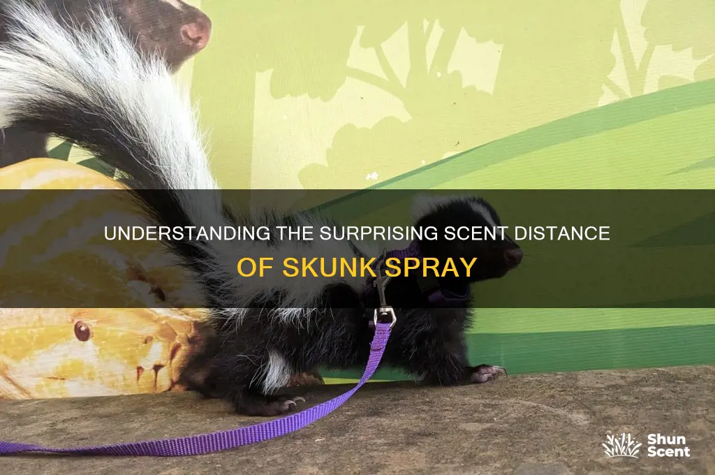 what is the scent distance of skunk spray