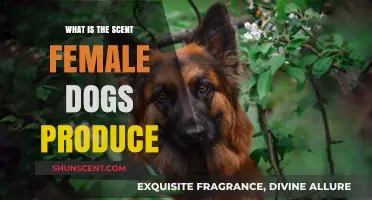 Understanding the Unique Scent Female Dogs Produce During Heat Cycles