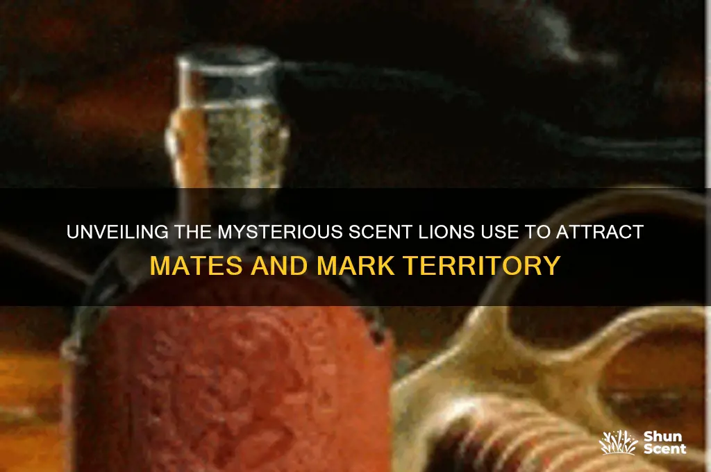 what is the scent lions give off to attracted