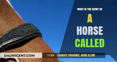 Unveiling the Unique Scent of a Horse: What is it Called?