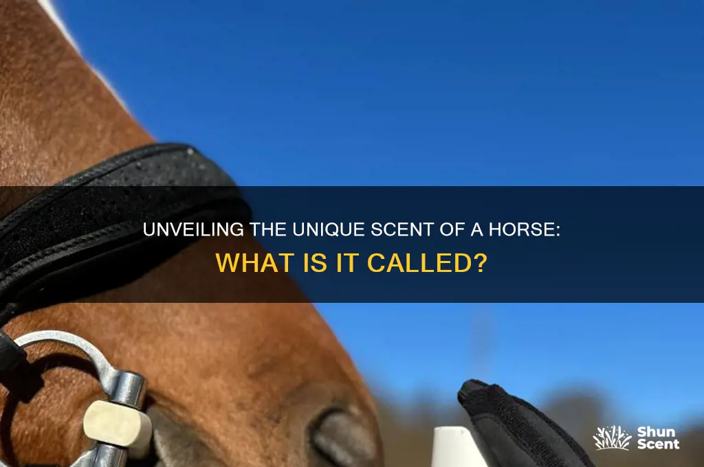 what is the scent of a horse called
