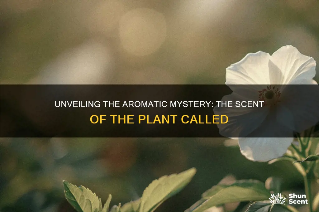 what is the scent of a plant caled