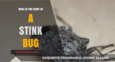 Unveiling the Pungent Mystery: What Does a Stink Bug Smell Like?