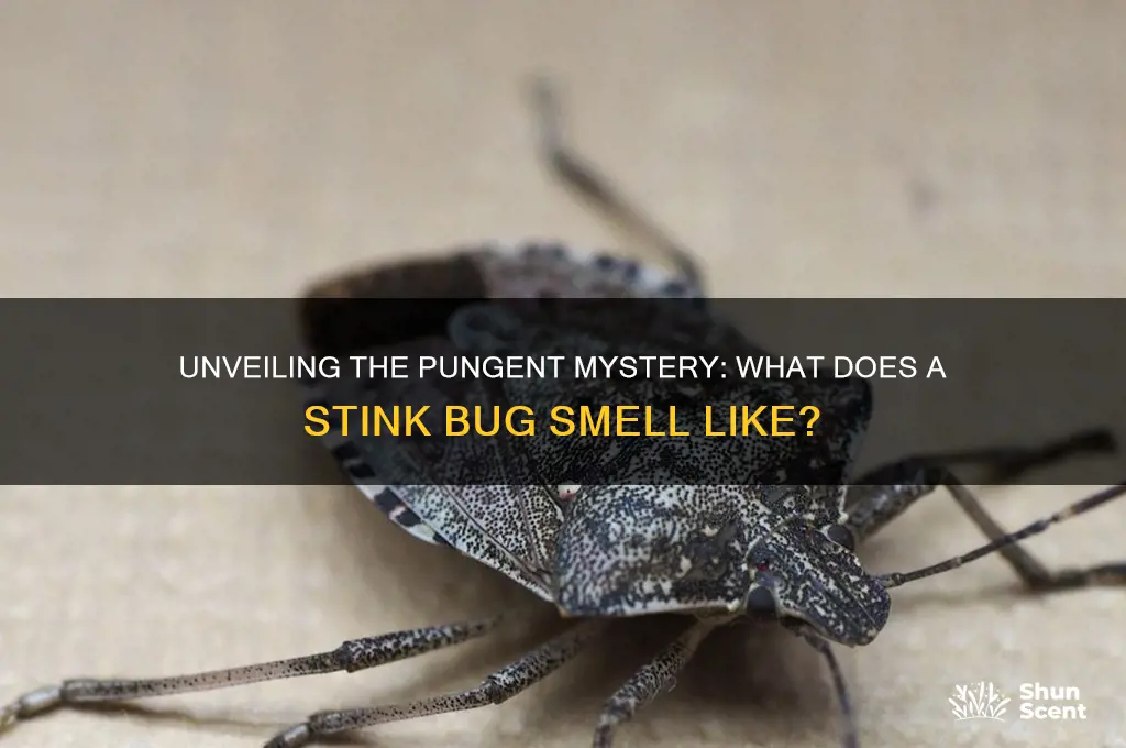 what is the scent of a stink bug