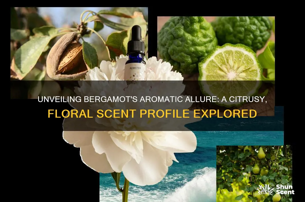 what is the scent of bergamot