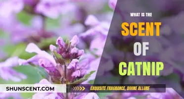 Unveiling the Irresistible Aroma: What Makes Catnip Smell So Unique?