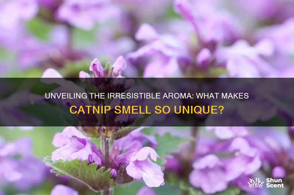 what is the scent of catnip