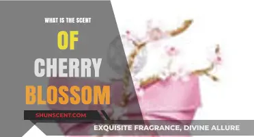 Exploring the Delicate and Enchanting Scent of Cherry Blossoms