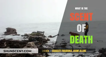 Unveiling the Mysterious and Haunting Scent of Death: What Does It Smell Like?