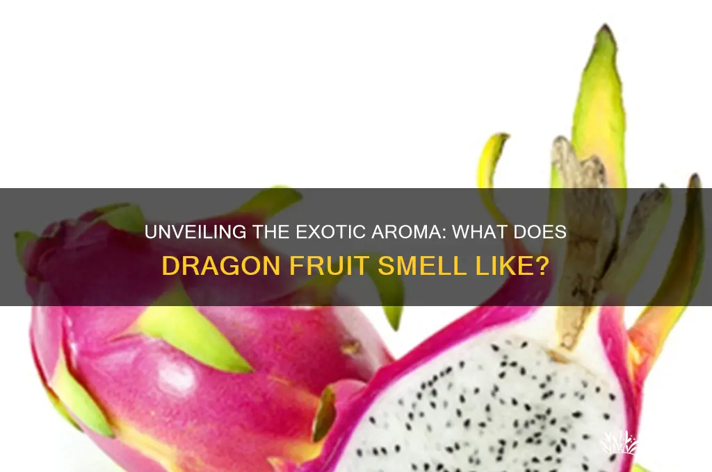 what is the scent of dragon fruit