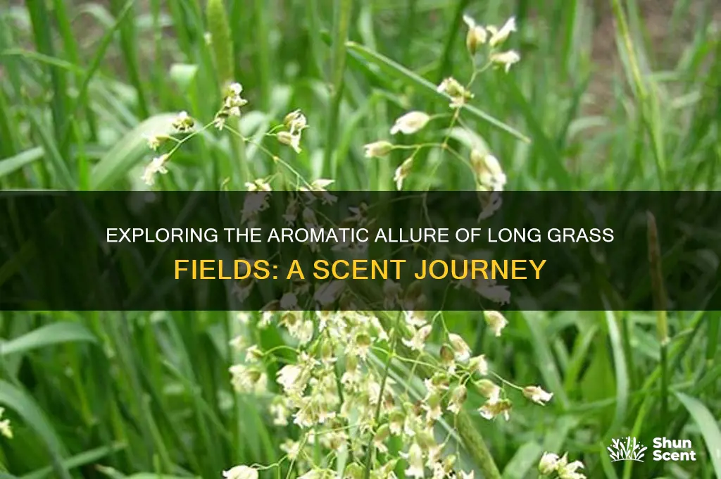what is the scent of long gradd fields