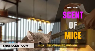 Unveiling the Unique Scent of Mice: A Comprehensive Olfactory Exploration