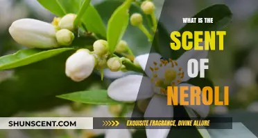 Discover the Enchanting, Citrusy, and Floral Aroma of Neroli
