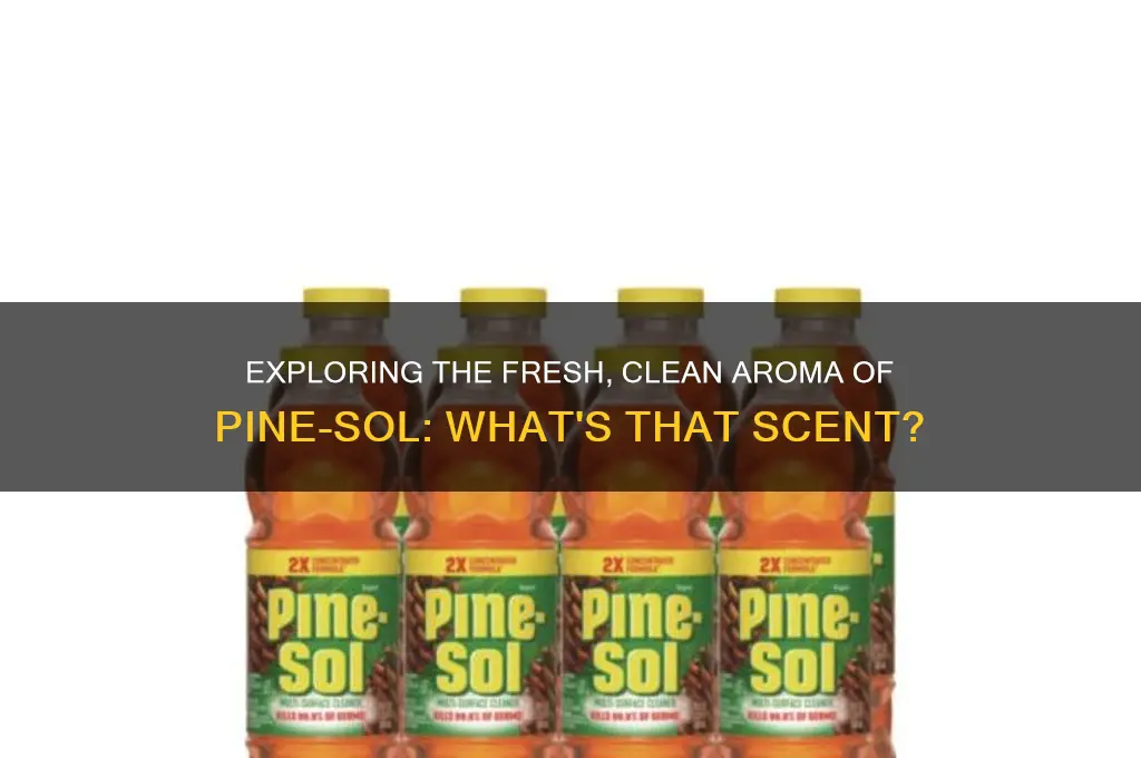 what is the scent of pine sol