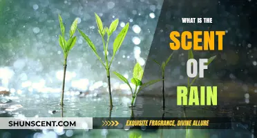 The Earthy Aroma of Rain: Unveiling Petrichor's Mystique