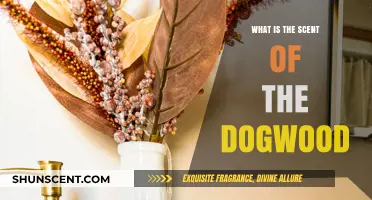 Unveiling the Delicate Fragrance of Dogwood Blossoms: A Scent Guide