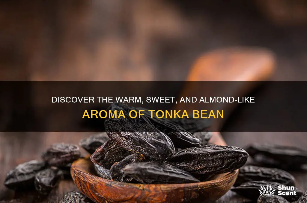 what is the scent of tonka bean