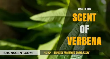 Exploring Verbena's Aromatic Allure: Unveiling Its Unique Scent Profile