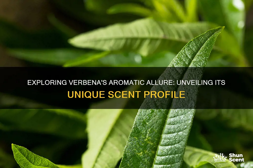 what is the scent of verbena