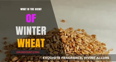The Earthy, Nutty Aroma of Winter Wheat: A Seasonal Scent