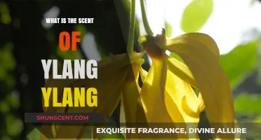 Discover the Exotic, Sweet, and Floral Scent of Ylang Ylang