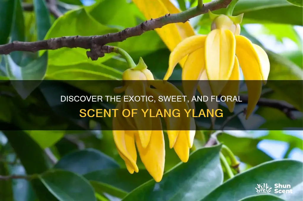 what is the scent of ylang ylang