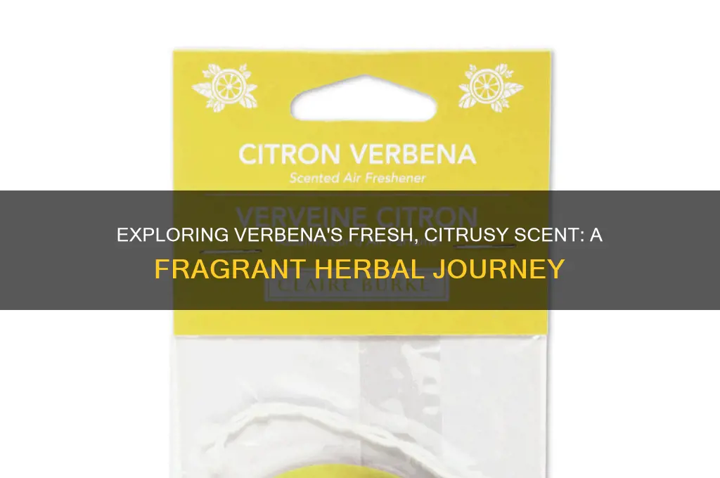 what is the scent ofverbena