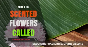 Exploring the Names of Fragrant Flowers: A Scented Guide