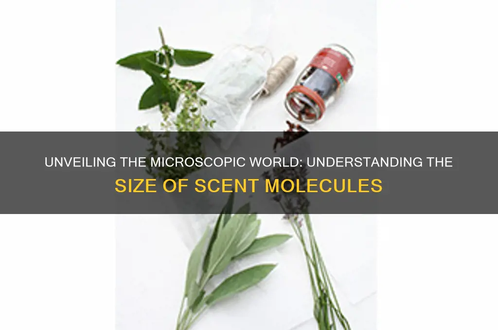 what is the size of a scent molecule