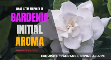 Gardenia's Initial Aroma: Strength and Fragrance Explained