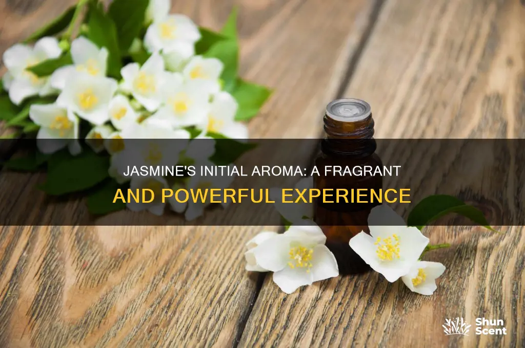 what is the strength of jasmine initial aroma