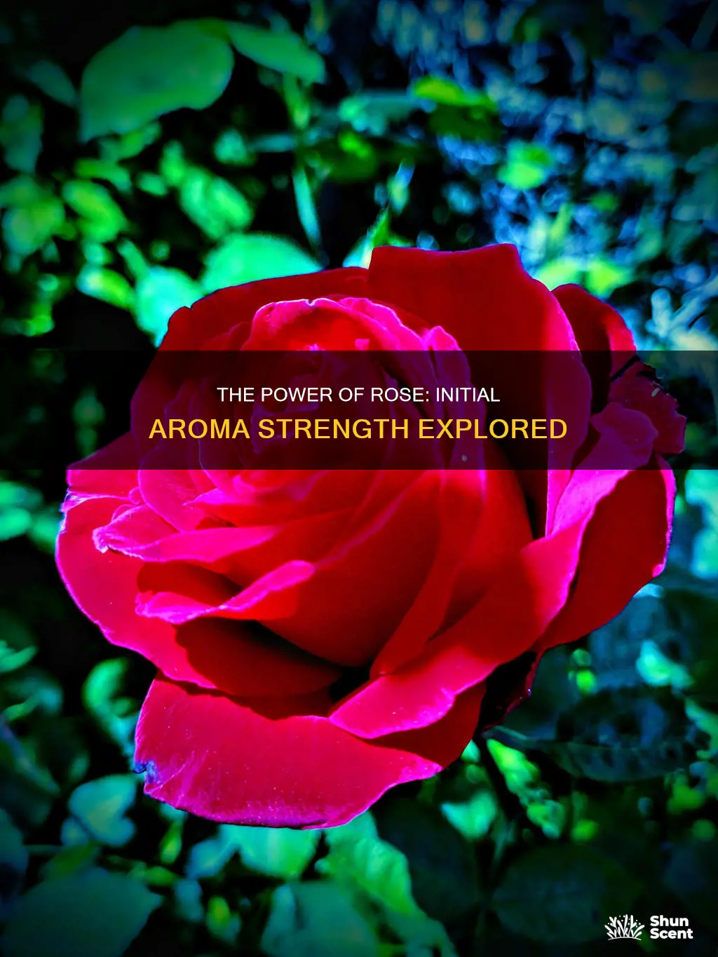 what is the strength of rose initial aroma