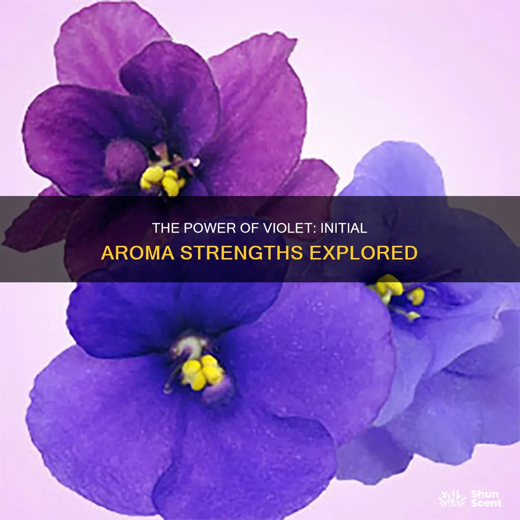 what is the strength of violet initial aroma