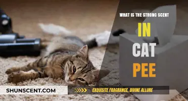 Unraveling the Potent Mystery: Why Cat Pee Smells So Strong