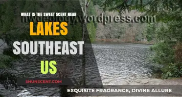 Exploring the Sweet Scent Near Southeastern U.S. Lakes: A Fragrant Mystery