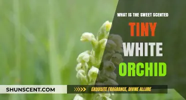 Discover the Enchanting Sweet Scented Tiny White Orchid: A Delicate Wonder