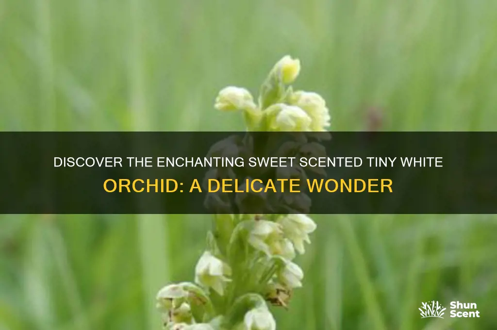 what is the sweet scented tiny white orchid