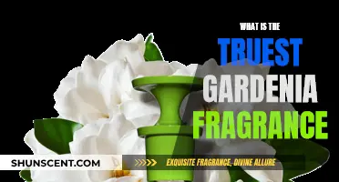 Gardenia Scents: The Truest, Most Authentic Fragrances
