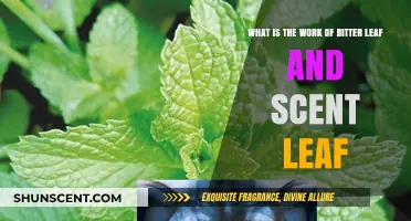 Bitter Leaf and Scent Leaf: Their Unique Health Benefits and Uses