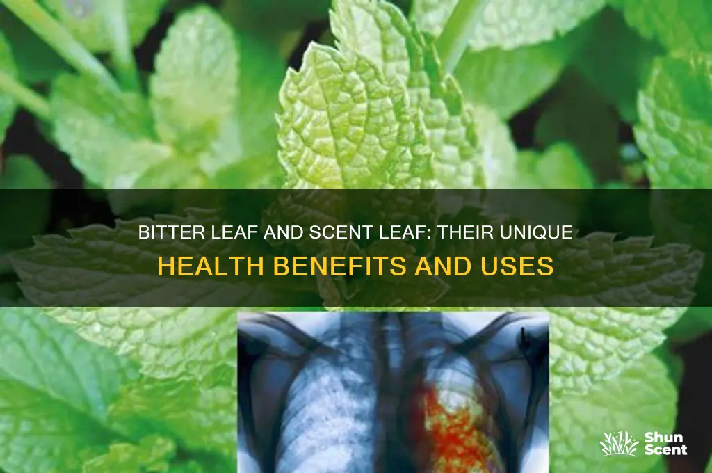 what is the work of bitter leaf and scent leaf