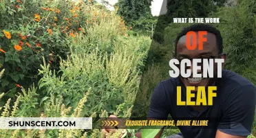 Exploring the Uses and Benefits of Scent Leaf in Daily Life